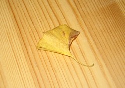 くまがやねっと 落ち葉のしおり