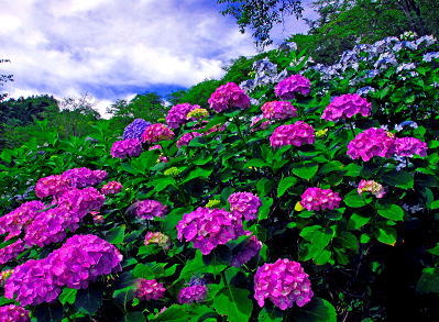 熊谷のことならくまがやねっと 花紀行