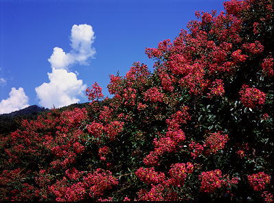 ���܂���˂��Ɓ@�ԋI�s�@��Q�X��@�����̗��@�S���g