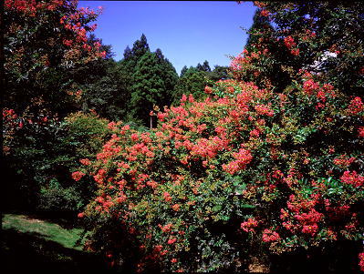 ���܂���˂��Ɓ@�ԋI�s�@��Q�X��@�����̗��@�S���g