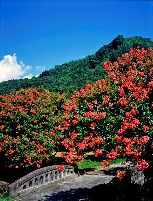 ���܂���˂��Ɓ@�ԋI�s�@��Q�X��@�����̗��@�S���g