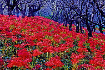 ���܂���˂��Ɓ@�ԋI�s�@��30��@�������̙֎�щ�