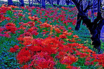 ���܂���˂��Ɓ@�ԋI�s�@��30��@�������̙֎�щ�