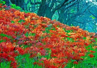 ���܂���˂��Ɓ@�ԋI�s�@��30��@�������̙֎�щ�