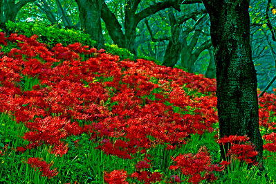 ���܂���˂��Ɓ@�ԋI�s�@��30��@�������̙֎�щ�