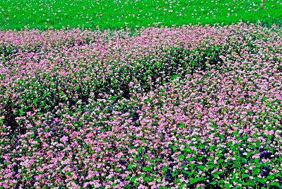 ���܂���˂��Ɓ@�ԋI�s�@��30��@�������̙֎�щ�