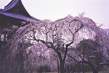 ���܂���˂��Ɓ@���肨��ʐ^�I�s�@��