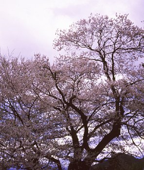 ���܂���˂��Ɓ@���肨��ʐ^�I�s�@��