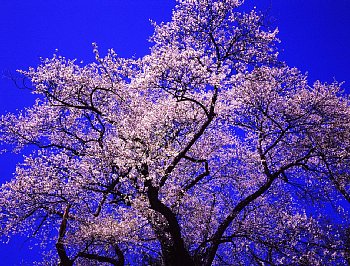 ���܂���˂��Ɓ@���肨��ʐ^�I�s�@��