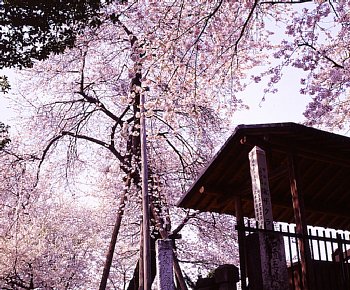 ���܂���˂��Ɓ@���肨��ʐ^�I�s�@��