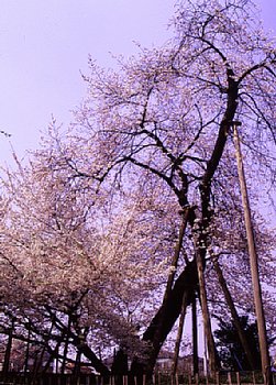 ���܂���˂��Ɓ@���肨��ʐ^�I�s�@��