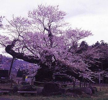 ���܂���˂��Ɓ@���肨��ʐ^�I�s�@��