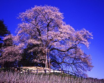 ���܂���˂��Ɓ@���肨��ʐ^�I�s�@��