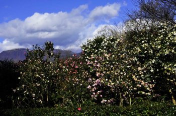 ���肨��ʐ^�I�s�@����܃t�����[�p�[�N