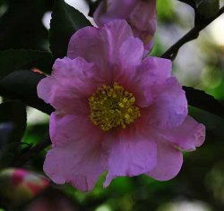 ���肨��ʐ^�I�s�@����܃t�����[�p�[�N