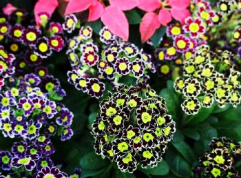 ���肨��ʐ^�I�s�@����܃t�����[�p�[�N