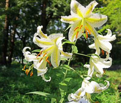 ���肨��ʐ^�I�s