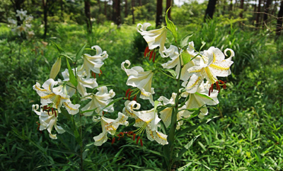 ���肨��ʐ^�I�s