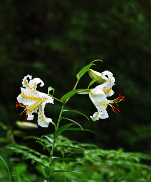 ���肨��ʐ^�I�s