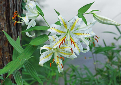 ���肨��ʐ^�I�s