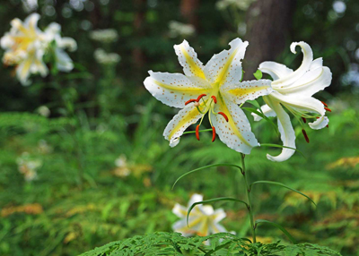 ���肨��ʐ^�I�s