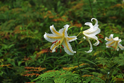 ���肨��ʐ^�I�s