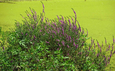 ���肨��ʐ^�I�s