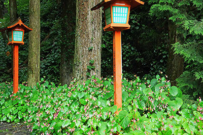 ���肨��ʐ^�I�s