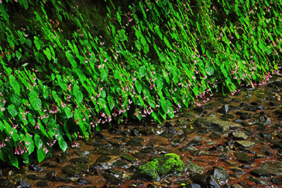 ���肨��ʐ^�I�s