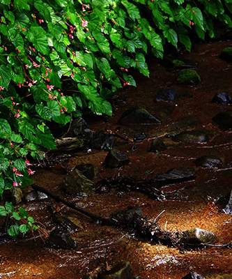 ���肨��ʐ^�I�s