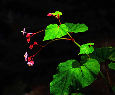 ���肨��ʐ^�I�s