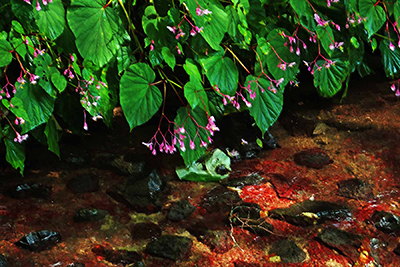 ���肨��ʐ^�I�s