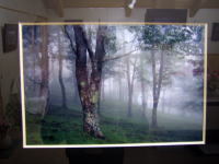 ���ɕ�܂��