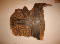 �������{�����̌��̖�