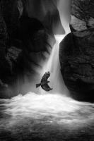 ����ɔ��