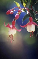 ���܂���˂��Ɓ@�M�������[�o�b�N�i���o�[