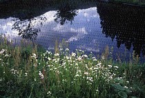 ���܂���˂��Ɓ@�M�������[�o�b�N�i���o�[