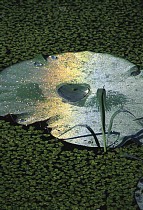 ���܂���˂��Ɓ@�M�������[�o�b�N�i���o�[