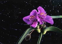 ���܂���˂��Ɓ@�M�������[�o�b�N�i���o�[