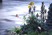 ���܂���˂��Ɓ@�M�������[�o�b�N�i���o�[