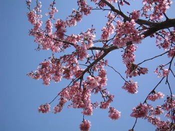 4月 サクラ