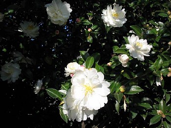 花の歳時記―2