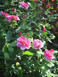 ���܂���˂��Ɓ@�I�[�v���K�[�f�����܂���2010