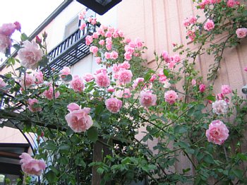 ���܂���˂��Ɓ@�I�[�v���K�[�f�����܂���2010