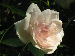 ���܂���˂��Ɓ@�I�[�v���K�[�f�����܂���2010