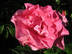 ���܂���˂��Ɓ@�I�[�v���K�[�f�����܂���2010