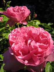 ���܂���˂��Ɓ@�I�[�v���K�[�f�����܂���2010