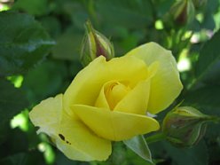 ���܂���˂��Ɓ@�I�[�v���K�[�f�����܂���2010