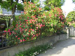 ���܂���˂��Ɓ@�I�[�v���K�[�f�����܂���2010