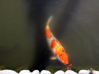 星川の鯉